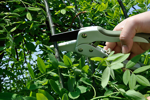 8" Rachet Pruner