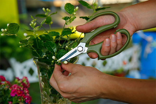 7" Flower Snip