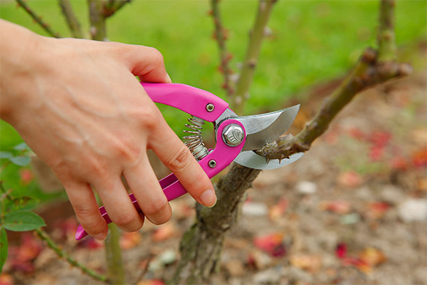 Popular 7" Bypass Pruner at home and abroad